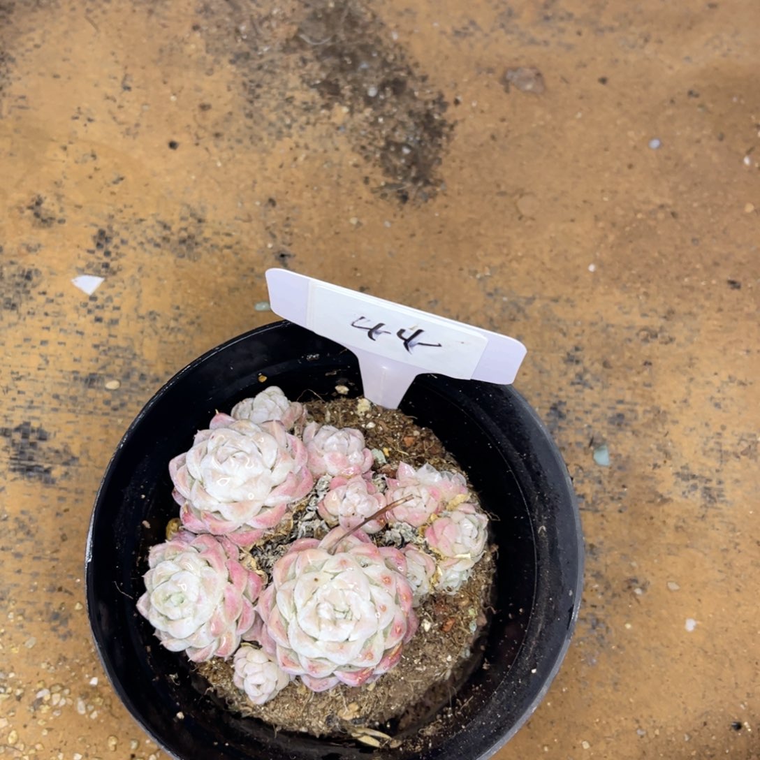 44一物一拍 精品