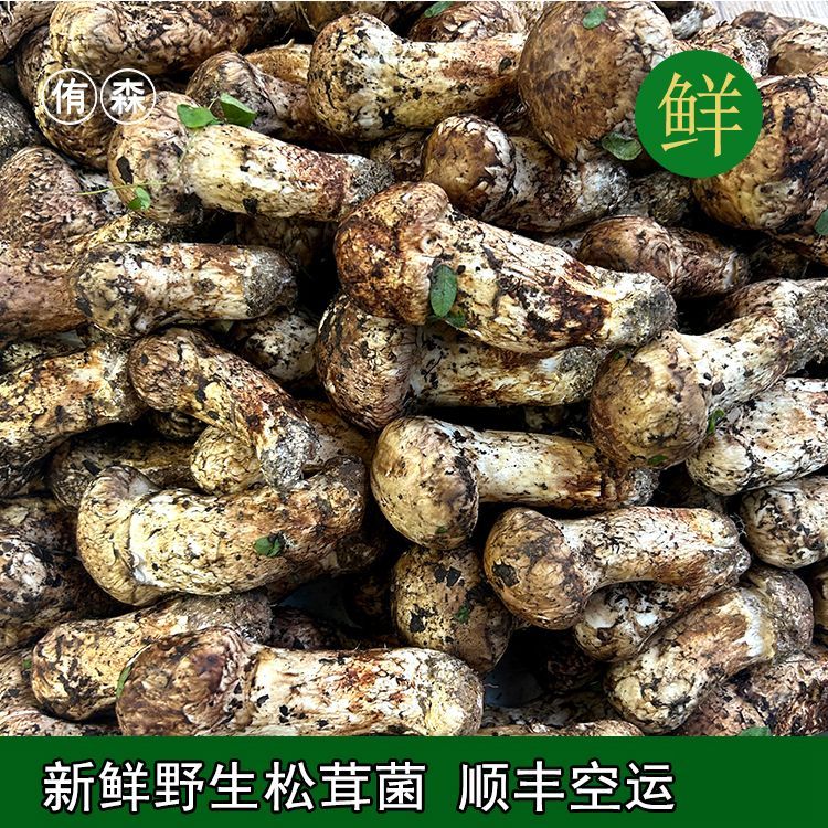 【捡漏微瑕】云南香格里拉新鲜松茸家庭款实惠【一物一拍】