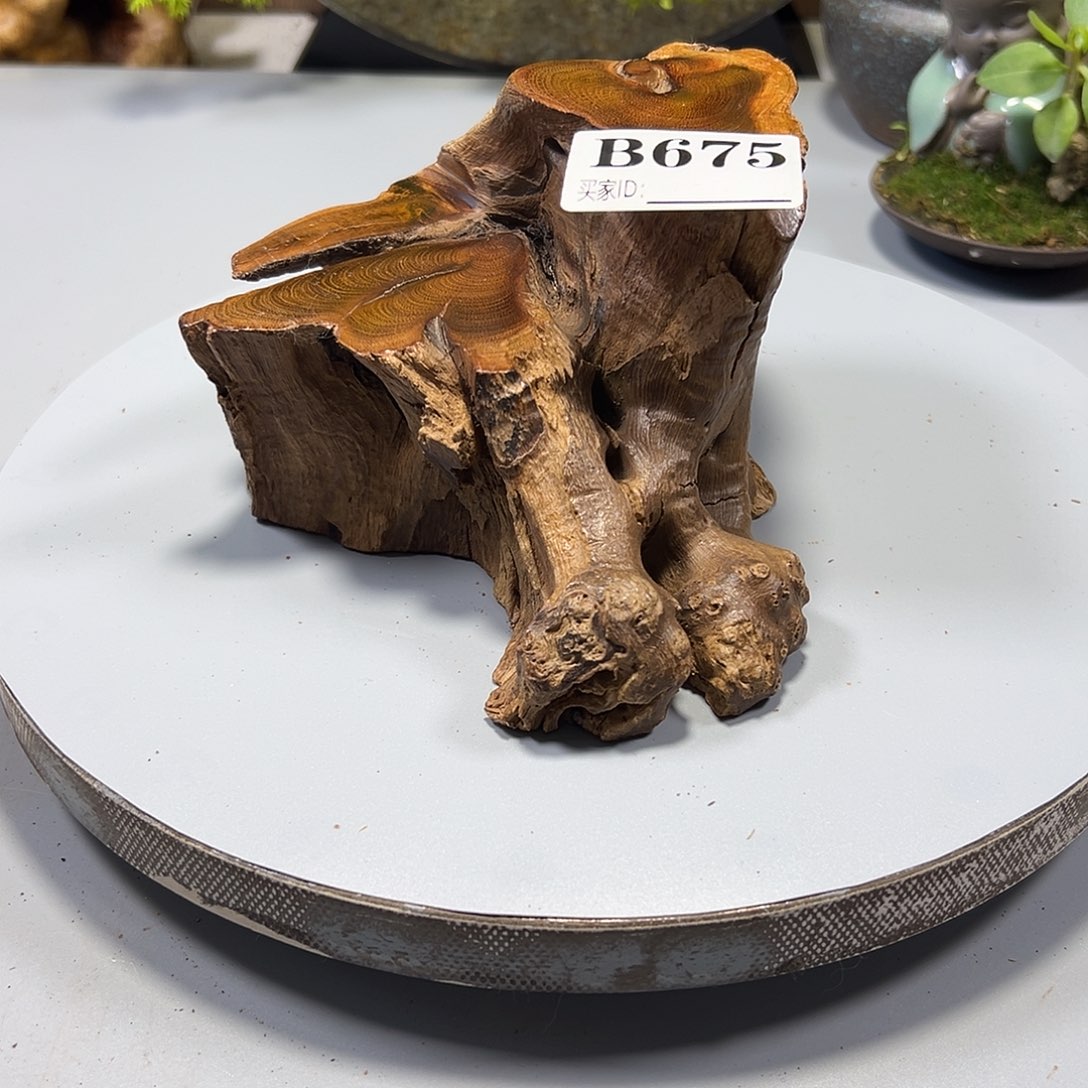 大果紫檀（缅甸花梨）叶***候