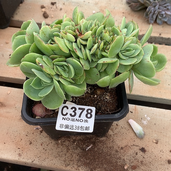 桃花坞缀化378 需延迟发货今天满100送可爱玫瑰