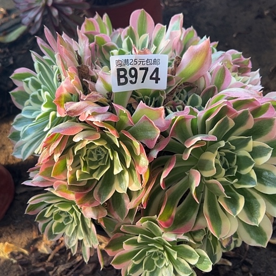 美**管多肉植物一个