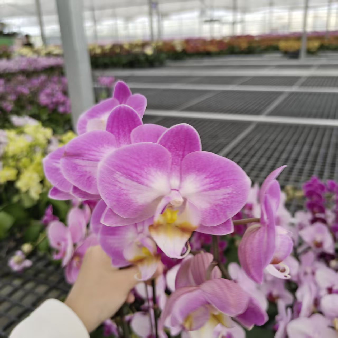 成功【雪山飞狐】蝴蝶兰精致花卉盆栽四季植物