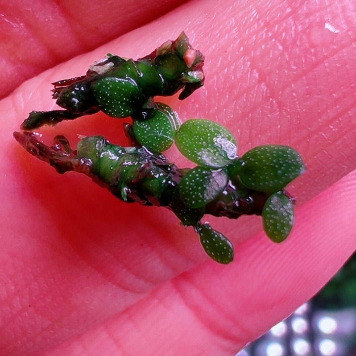 福利1号福利价植物一头