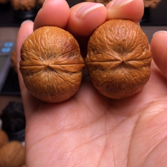 文玩核桃把件七彩元宝20