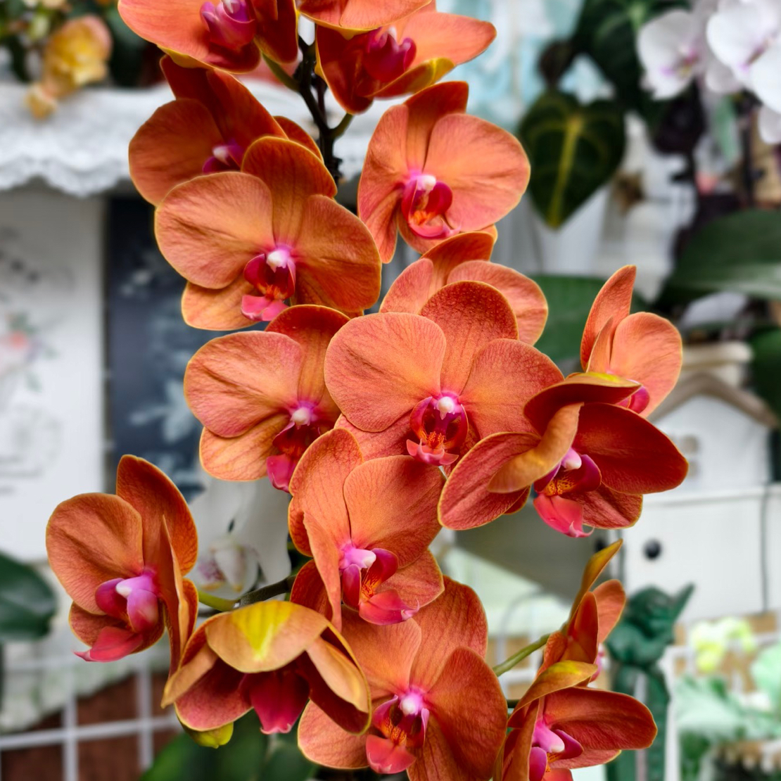 碰柑3.5成熟苗不带花带花剑单双混发