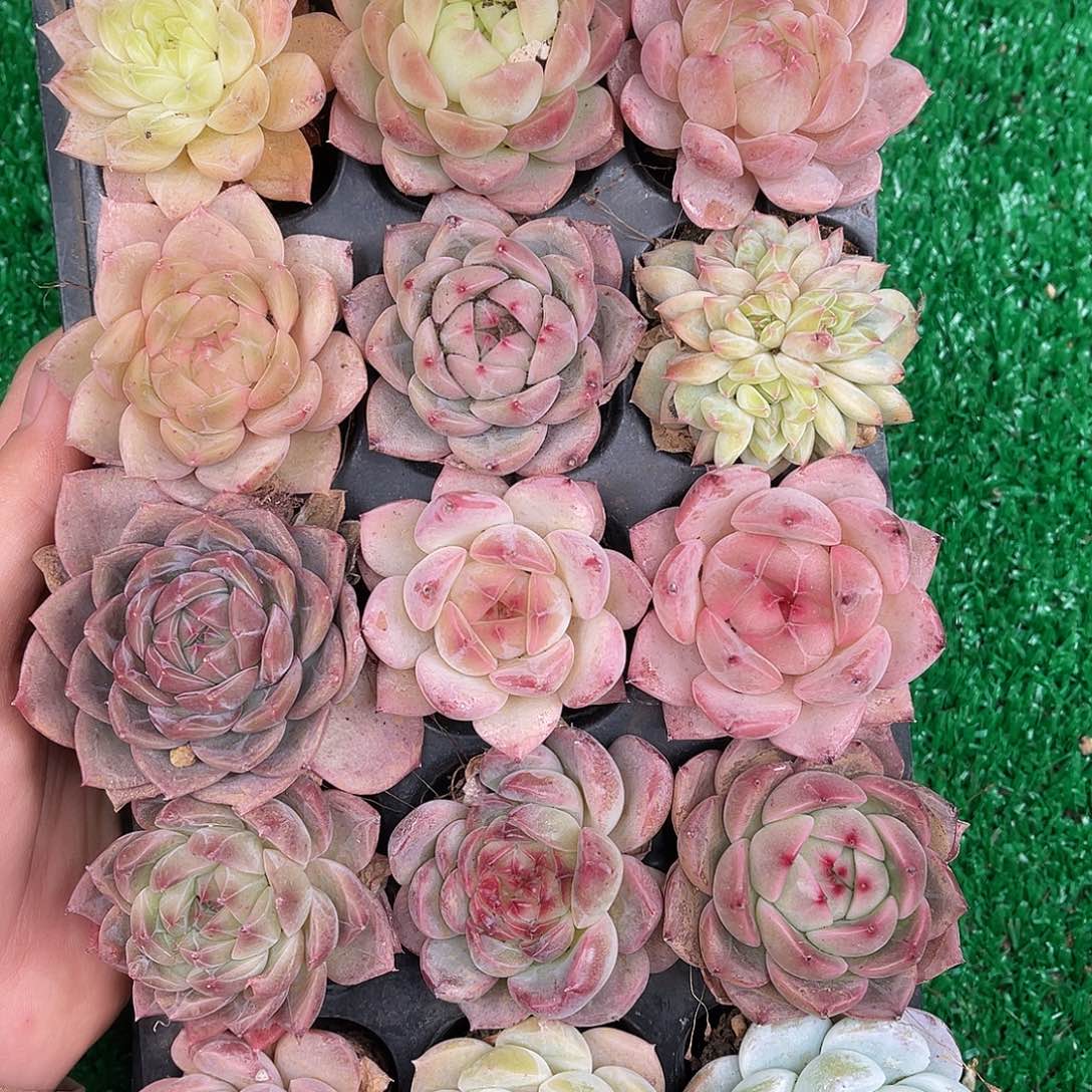 多肉一物一拍26-76