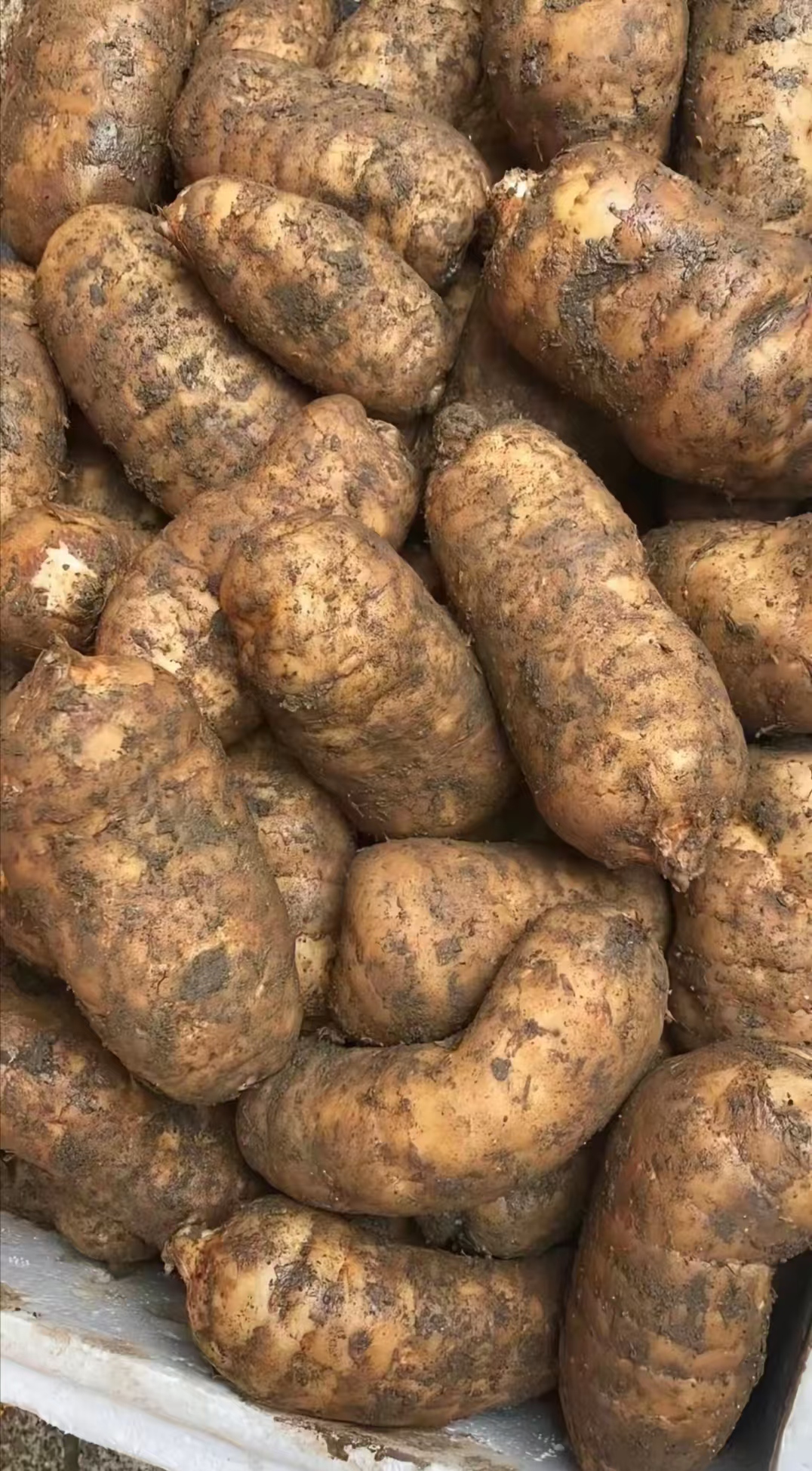 【3.5斤中小果鲜天麻】新鲜天麻3年生  现挖现发 深山种植 煲汤佳选