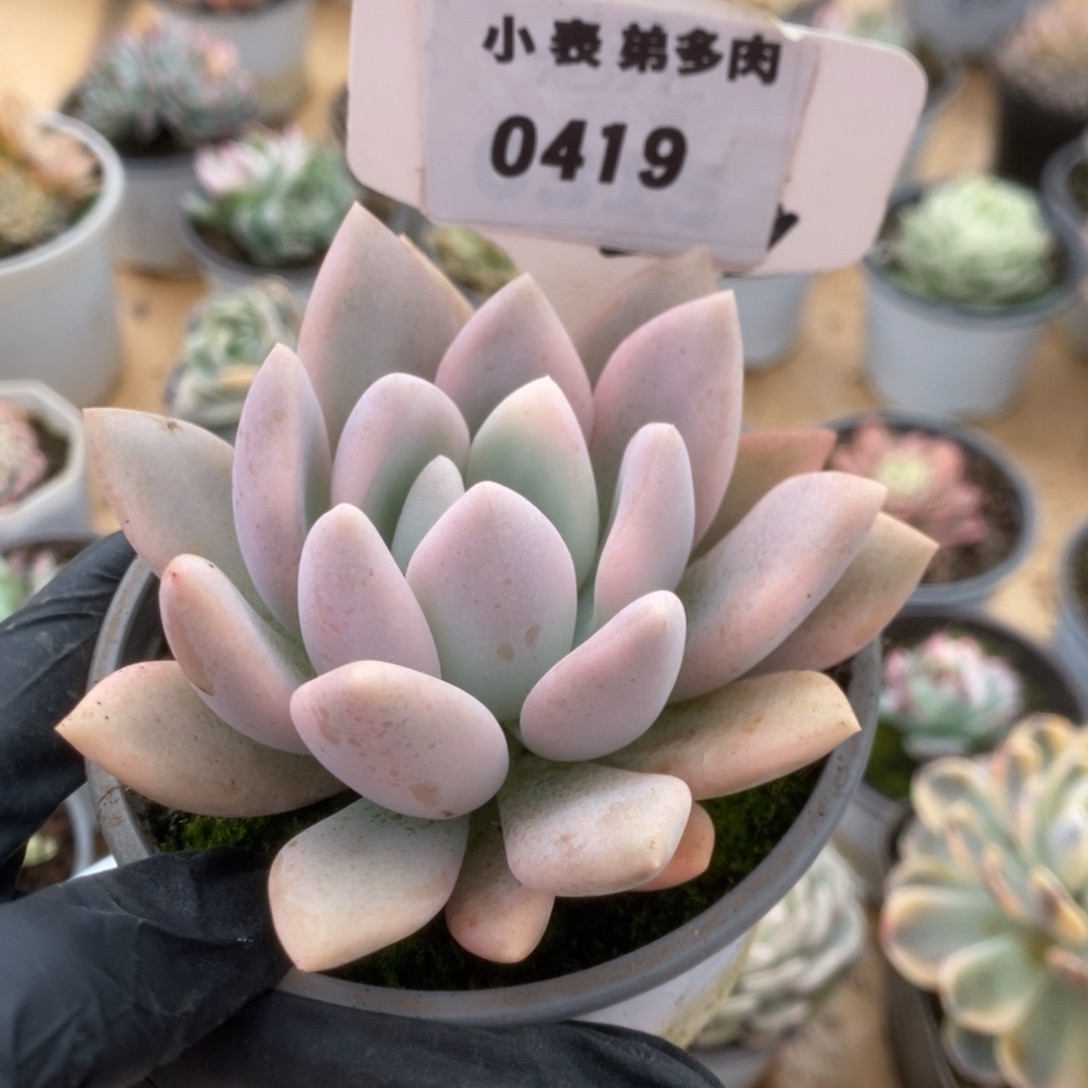 419奥普锦锦锦锦锦锦