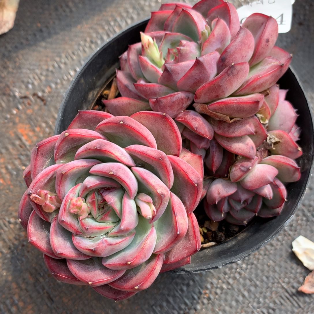 8984杂交多肉植物基地