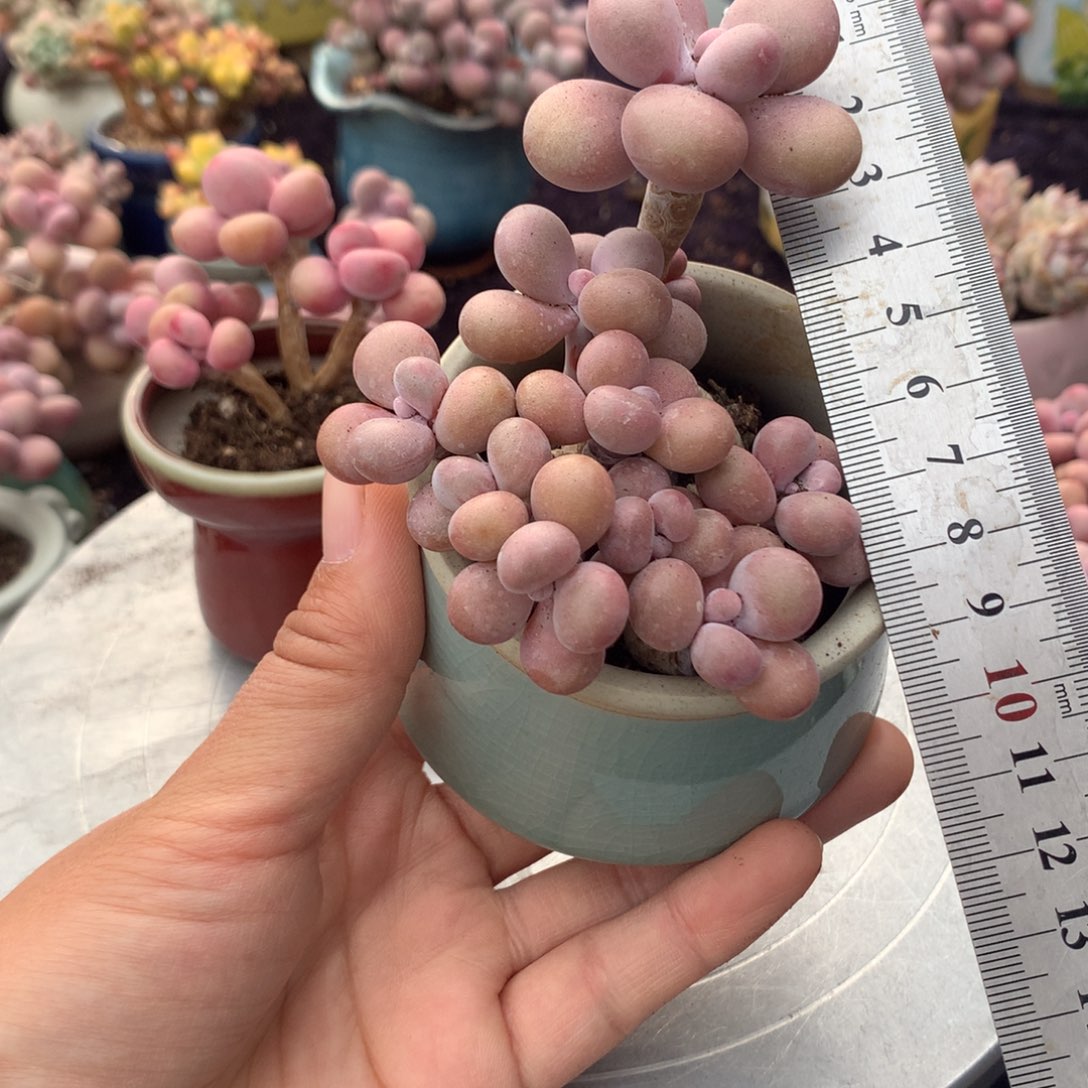 20号带盆偏远地区bu bao you de