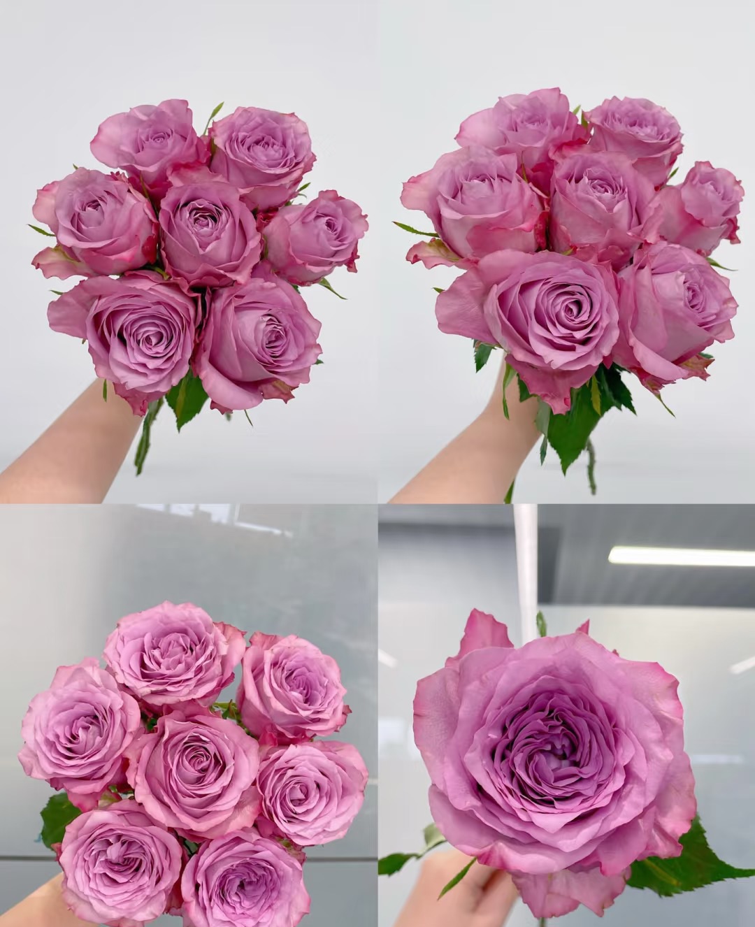 【买一送一】方德星荷随心玫瑰10支    云南基地鲜花   基地直发