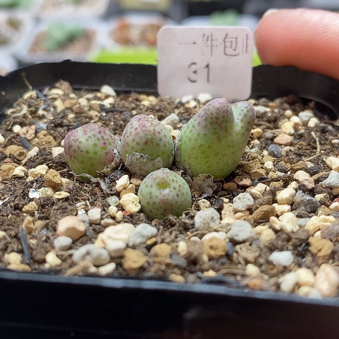龙猫斑马3.2厘米多肉植物31号