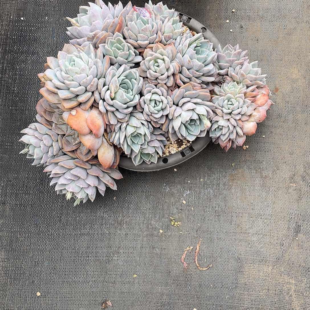 是***?奥普胭脂杂交多肉植物