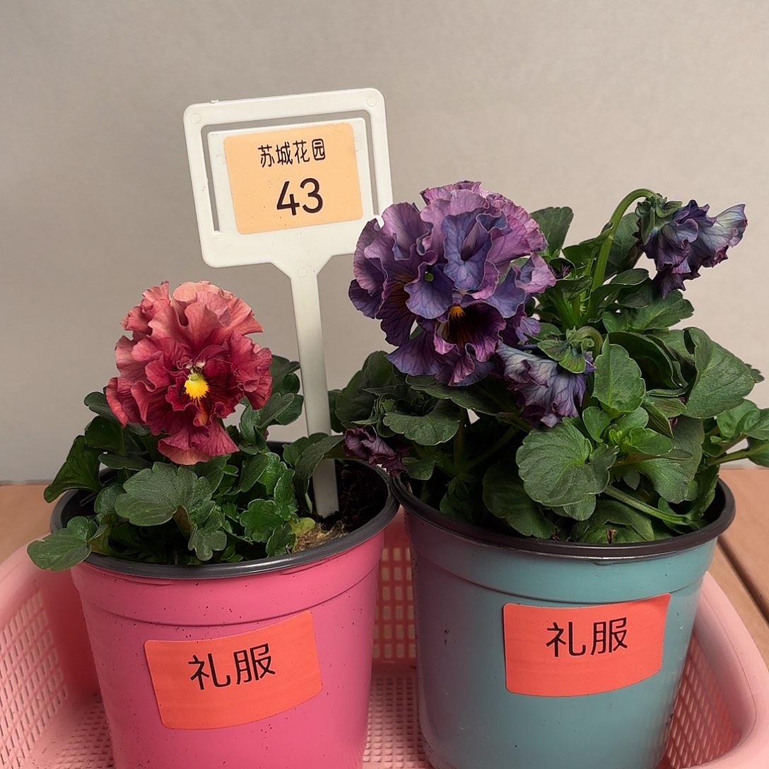 大部分开放少量花苞43