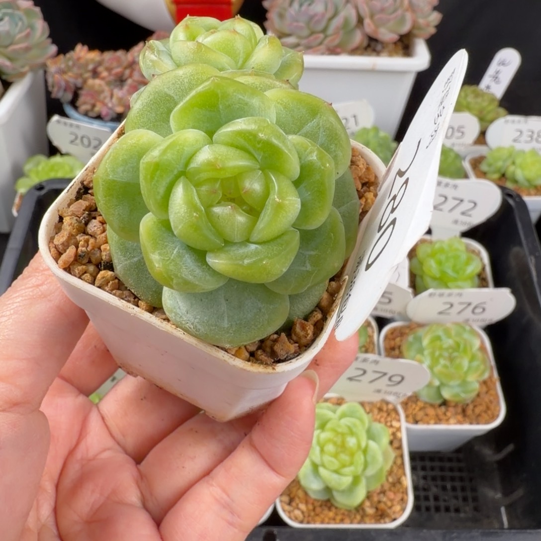 珍妮宽叶双头280号