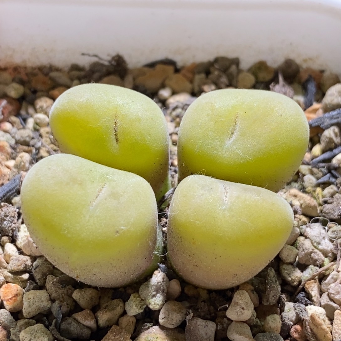 开播福利四头空卡