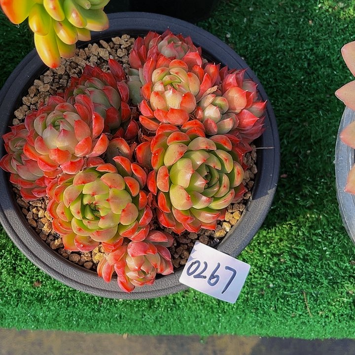 暮*绿龙群0267生