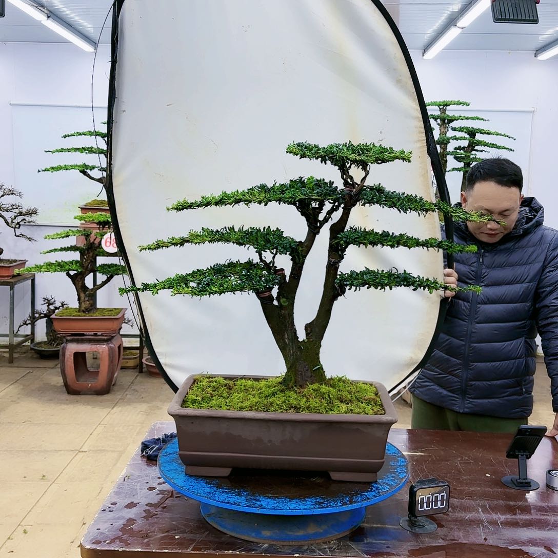 盆景欢迎大家一起来捡漏