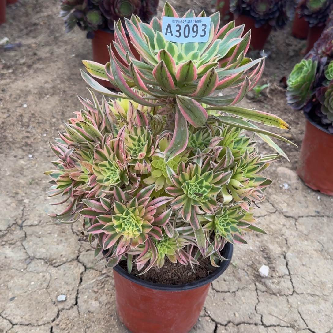 3093夕颜多肉植物