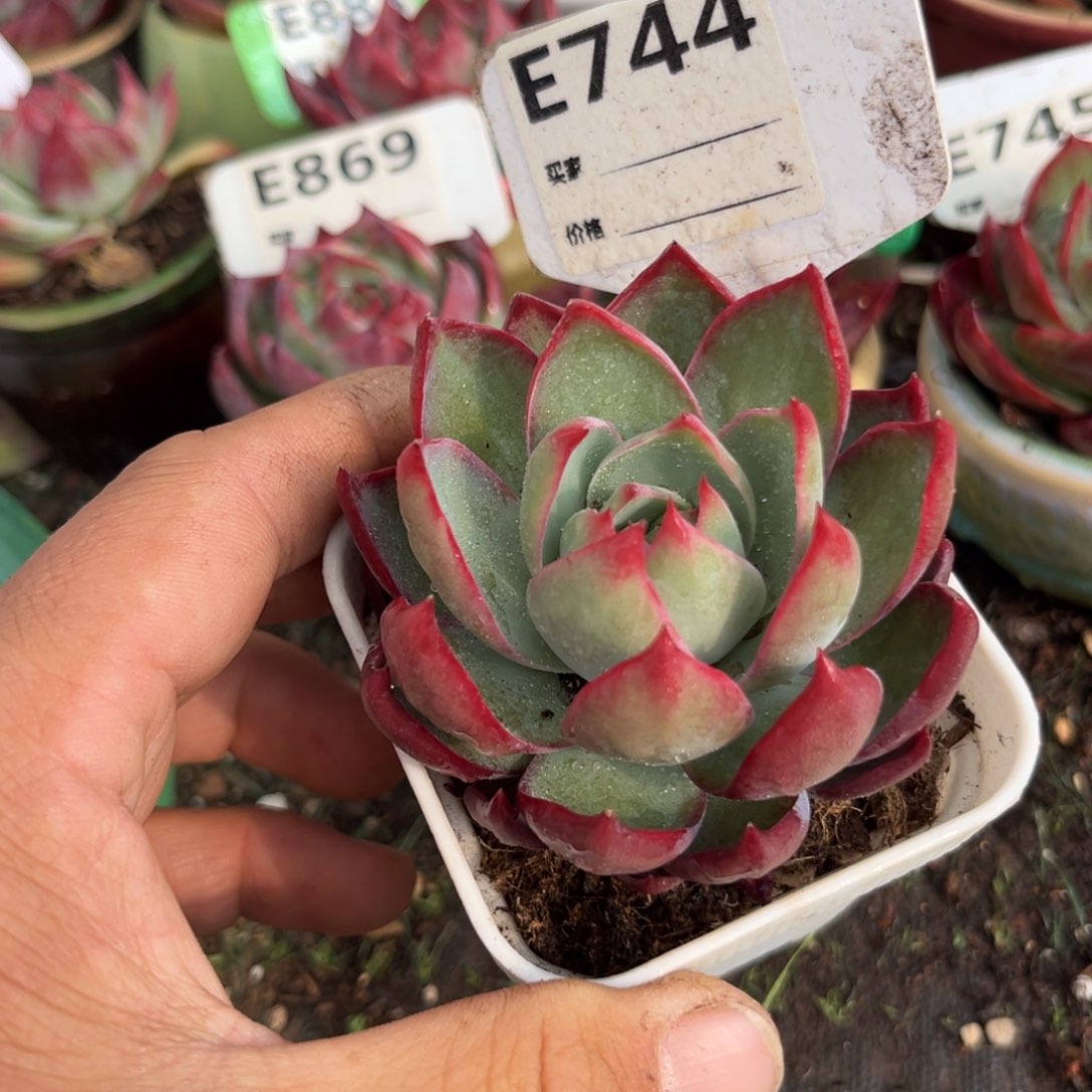 惊鸿一瞥744号多肉