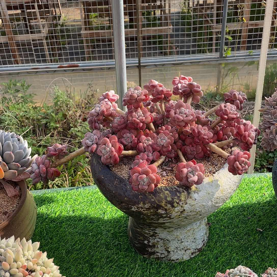 红洛神群生多肉植物一物一拍