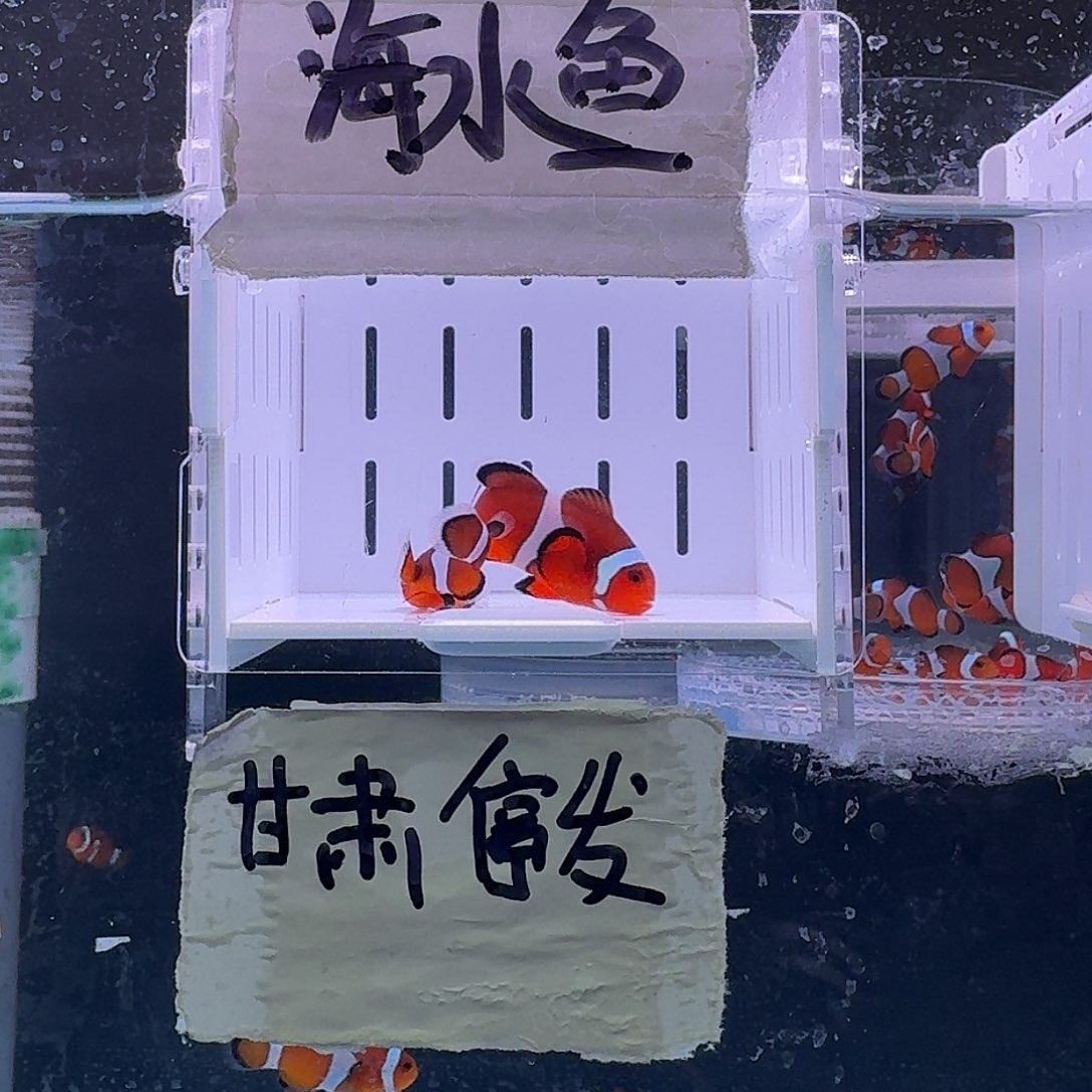 海水鱼4.5+配4+精品黑边公子一对