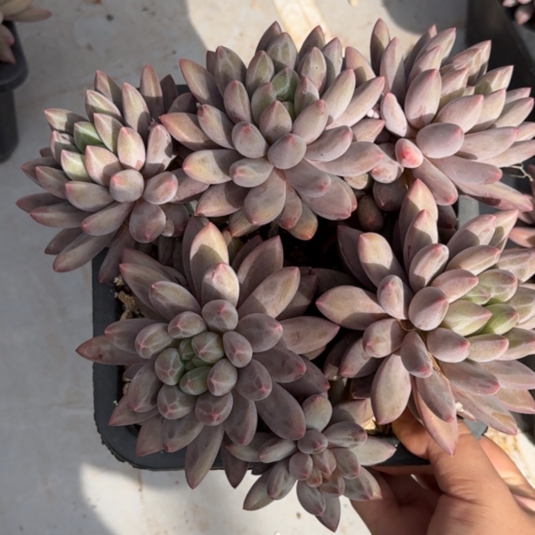 l***l阿原精品多肉红蜻蜓