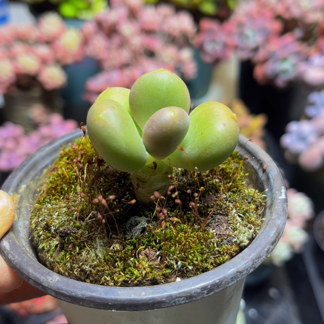 1360树形芒果奶苗4厘米多肉