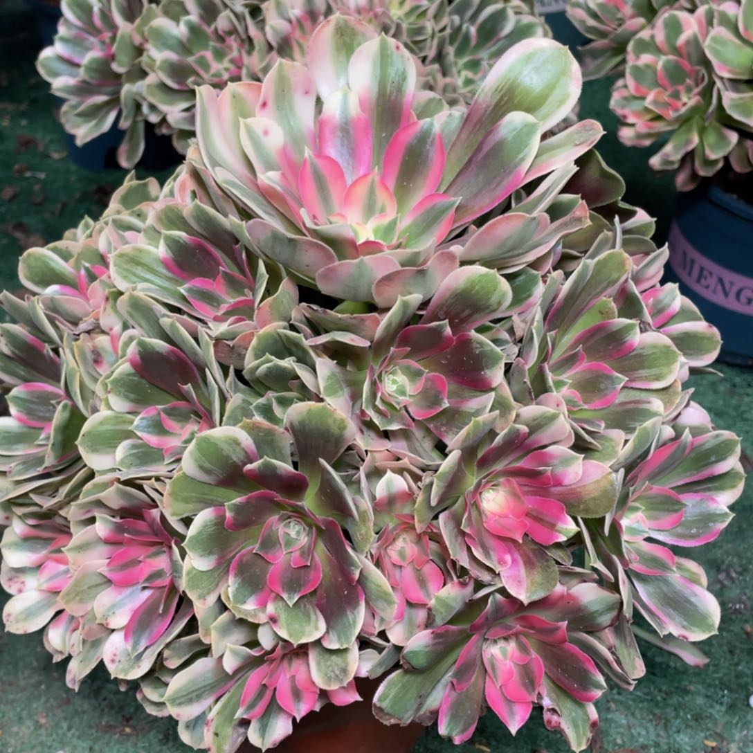 灵**翔969男神精品法师老桩