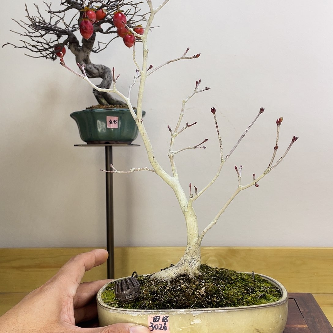 木本团扇枫树盆栽