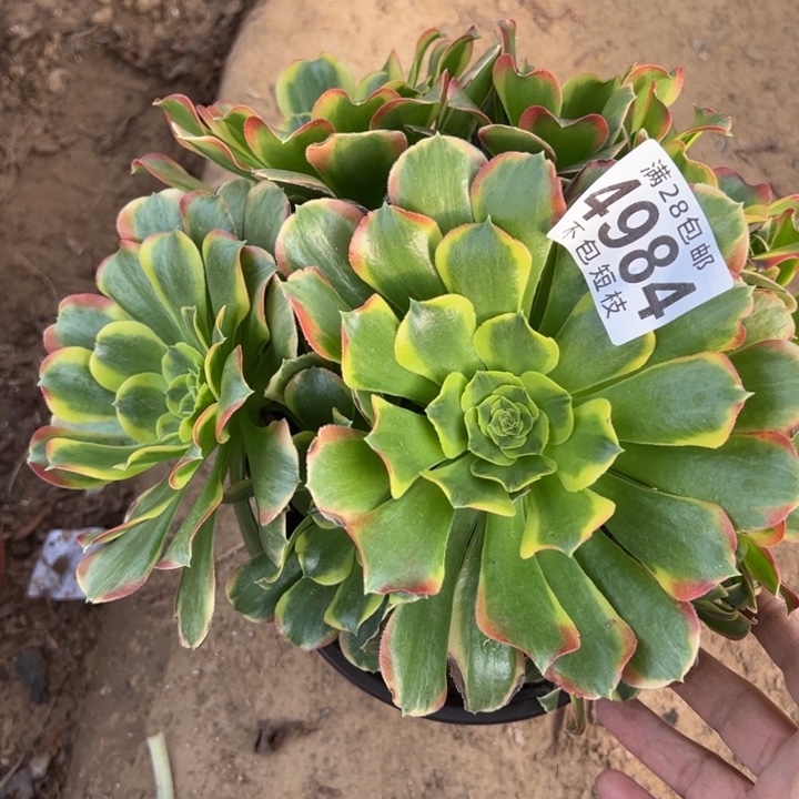 特斯拉多肉植物法师4984
