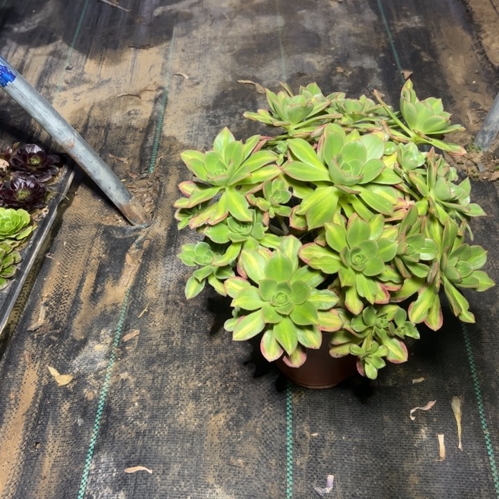 19星灿多肉多肉多肉多肉