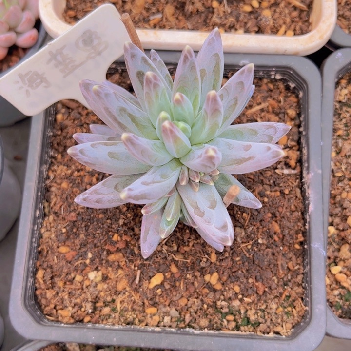 健健康康平平安安多肉