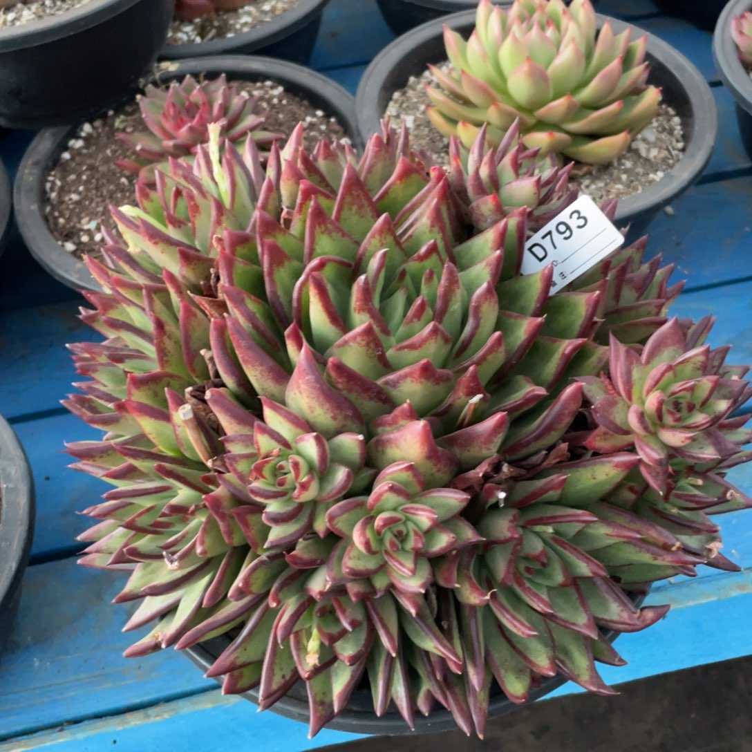 无花朵若如东云组拍D793