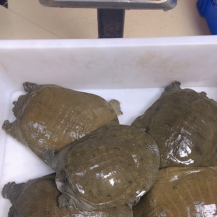 中国大陆野生甲鱼包邮包活