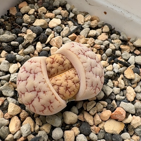 189荒玉，3467，189，荒玉母本带盆土