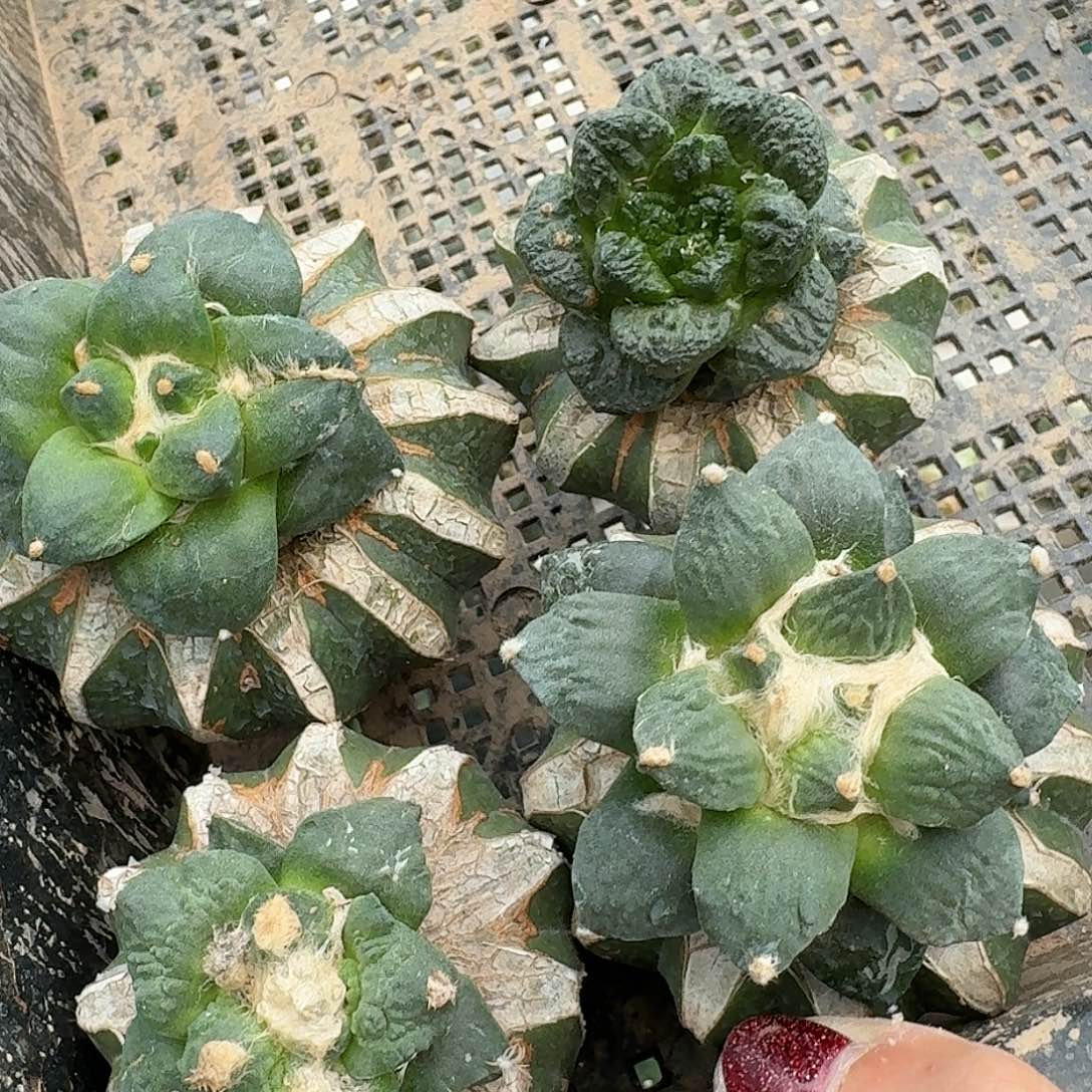 【闪购商品】无花朵用****4四颗牡丹963