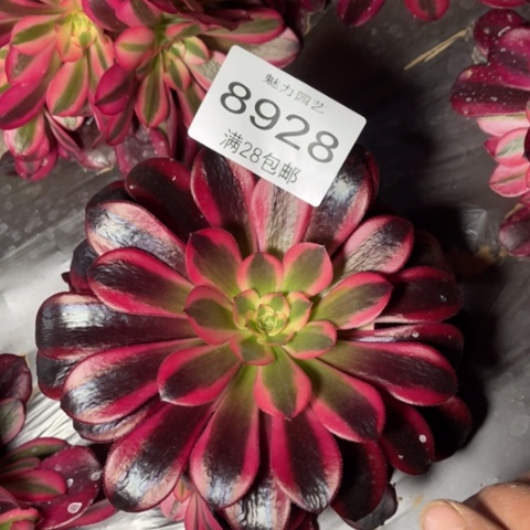 蛇毒多肉多肉8928