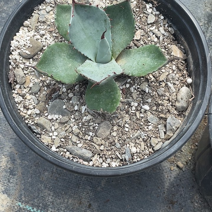 犯***狗无花朵龙舌兰绿色植物