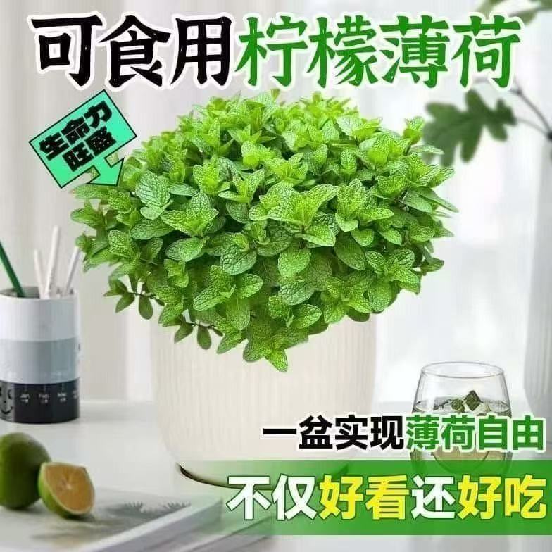可食用薄荷盆栽室内驱蚊净化空气四季好养香草植物
