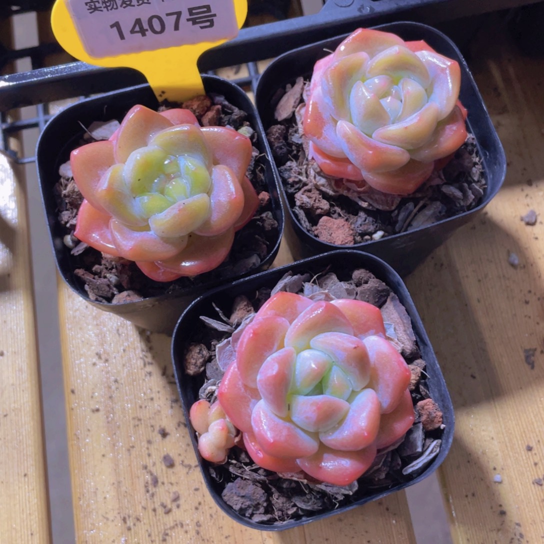 1407号 老桩大白兔精品三个