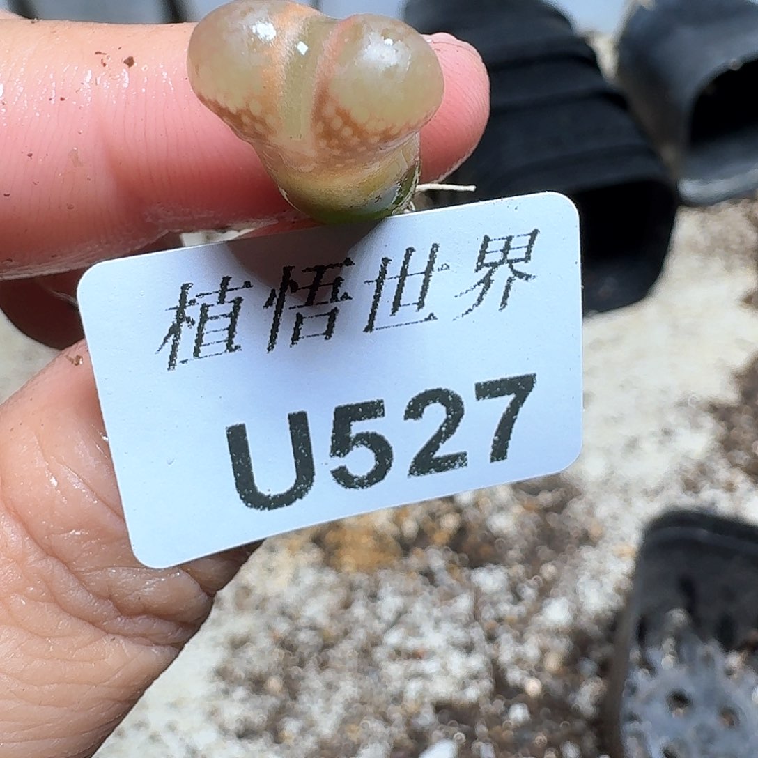 527号多肉植物提取f g g