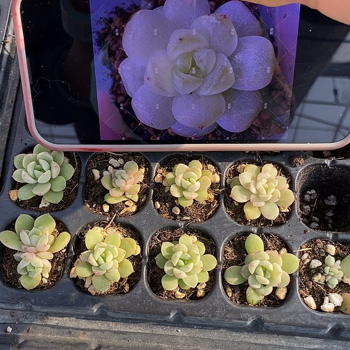 白小七穴盘一个量拍