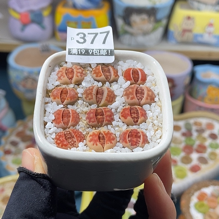 大舅生石花肉锥多肉377