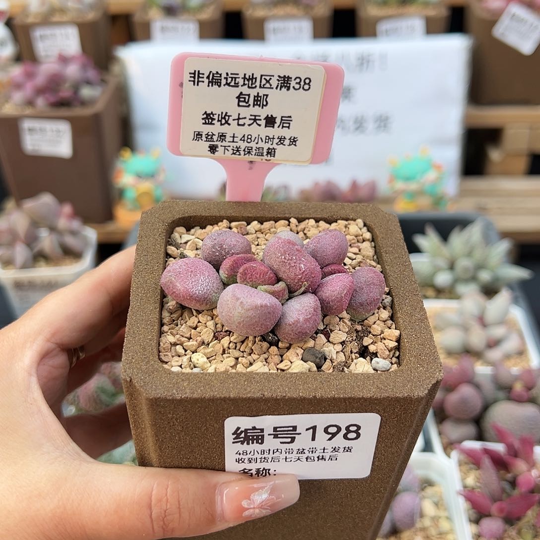 198夏娃多肉植物