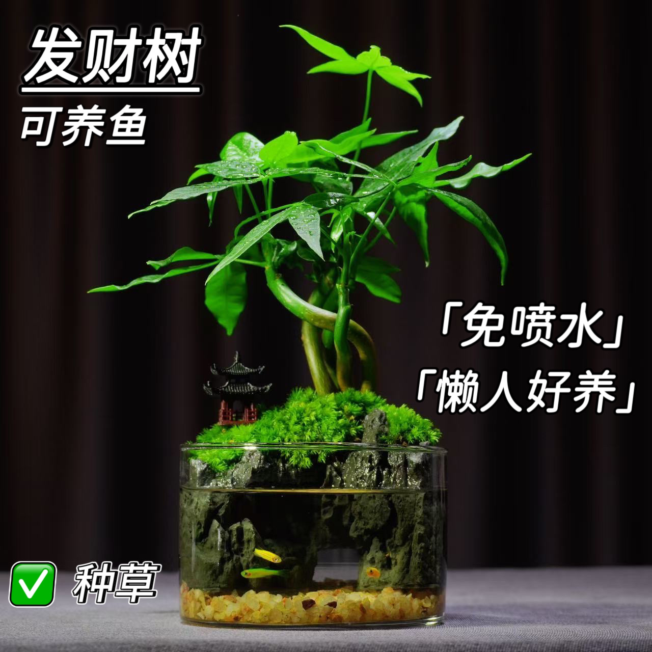 云顶专属【八方来财】发财树绿植景观室内桌面微景观成品植物盆栽