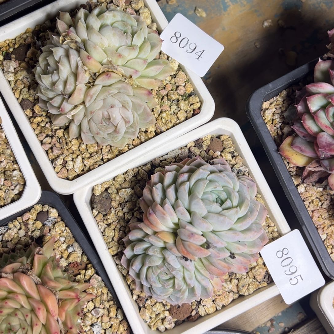 屿*8094，8095多肉多多多多多多