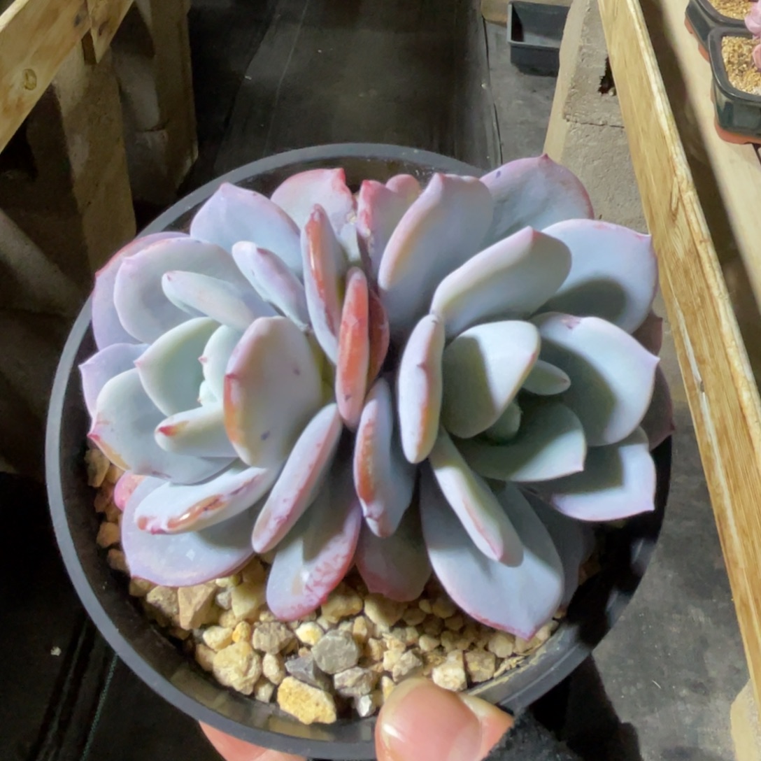 奶茶 一物一拍不支持退换