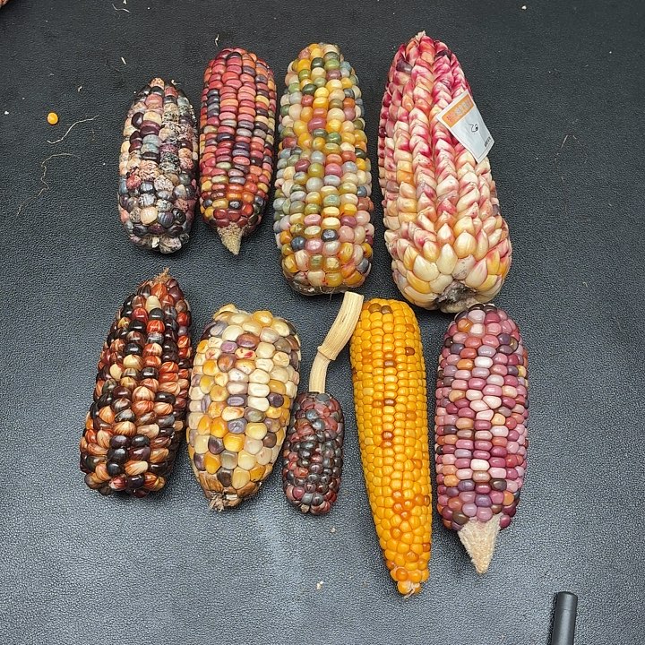 呈****柏香籽/百香籽吊坠