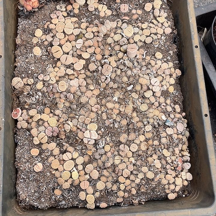用***8一盘子生石花多肉植物